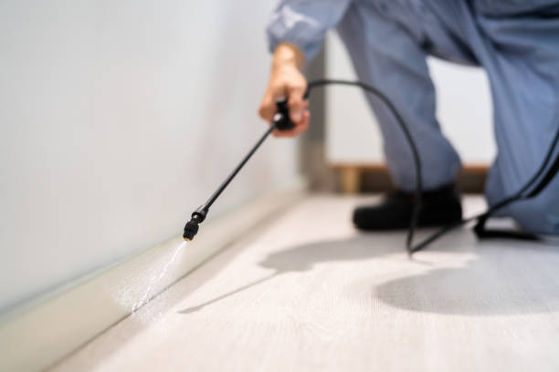Licensed Ant Control service in Ecru, MS - Nex Pest Control